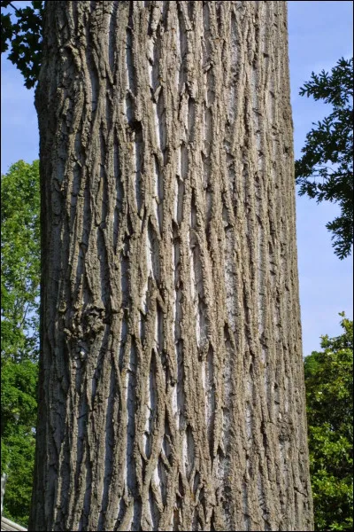 Sport : Quel pays est spécialiste du lancer de tronc d'arbre ou de poutre ?