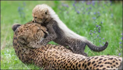 Animaux : Quel est lanimal le plus rapide au monde ?