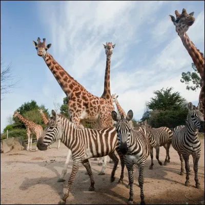 Zoologie : Quel est le zoo numéro 1 en France ?