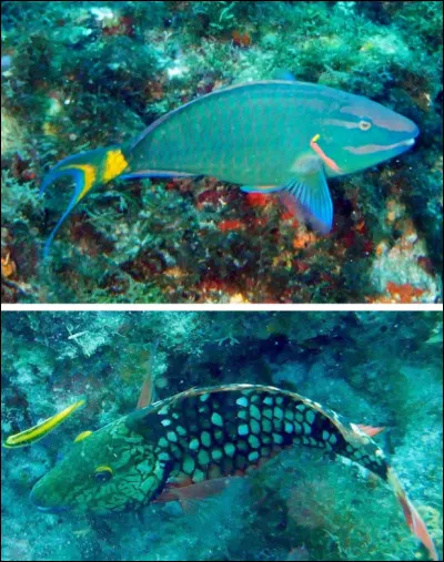 Parmi les propositions suivantes concernant cette photo, laquelle est fausse ?