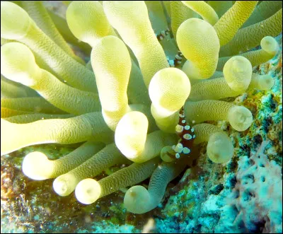 Parmi les propositions suivantes concernant cette photo, lesquelles sont vraies ?