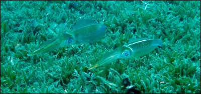 Parmi les propositions suivantes concernant cette photo, lesquelles sont vraies ?