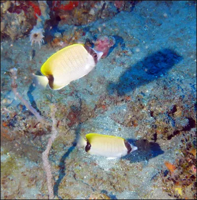 Parmi les propositions suivantes concernant cette photo, lesquelles sont vraies ?