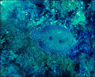 Parmi les propositions suivantes concernant cette photo, lesquelles sont vraies ?