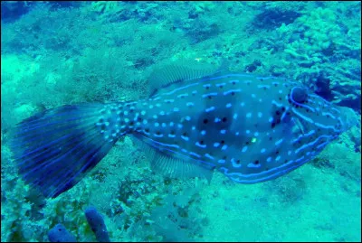 Parmi les propositions suivantes concernant cette photo, lesquelles sont vraies ?