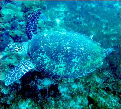 Parmi les propositions suivantes concernant cette photo, lesquelles sont vraies ?