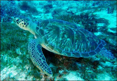 Parmi les propositions suivantes concernant cette photo, lesquelles sont vraies ?