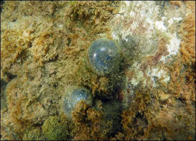 Parmi les propositions suivantes concernant cette photo, lesquelles sont vraies ?