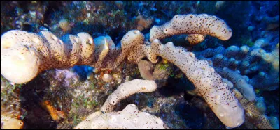 Parmi les propositions suivantes concernant cette photo, laquelle est vraie ?