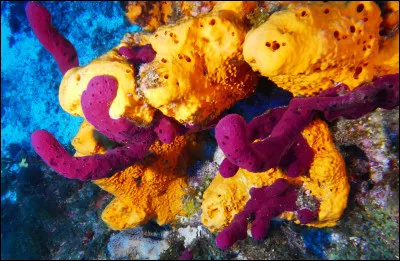 Parmi les propositions suivantes concernant cette photo, laquelle est vraie ?