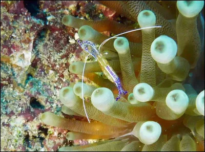 Parmi les propositions suivantes concernant cette photo, laquelle est fausse ?