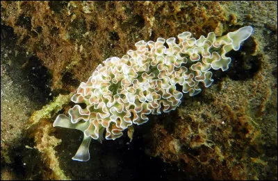 Parmi les propositions suivantes concernant cette photo, laquelle est vraie ?