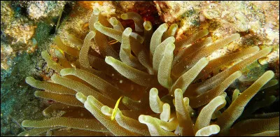 Parmi les propositions suivantes concernant cette photo, laquelle est fausse ?