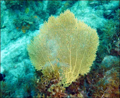 Parmi les propositions suivantes concernant cette photo, laquelle est fausse ?