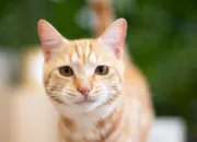 Quiz Les races de chats