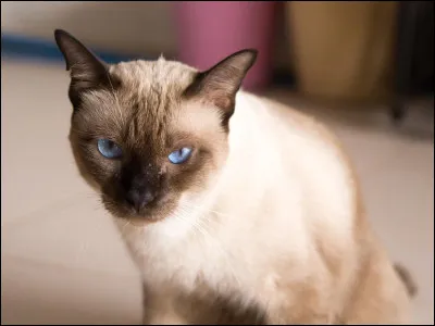 À quelle race appartient ce chat ?