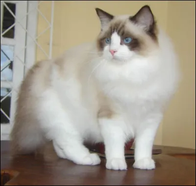 Quelle est la signification du nom du chat ragdoll ?