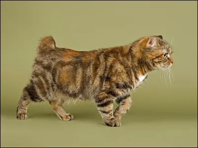 Lequel de ces chats a la plus courte queue ?