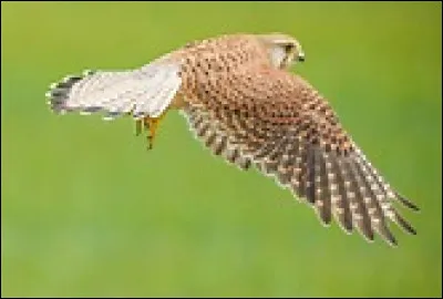 Picardie : Quelle bataille, perdue par le roi de France, est &agrave; l'origine de la guerre de 100 ans ?