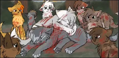 Qui Étoile du tigre aime-t-il le plus ?