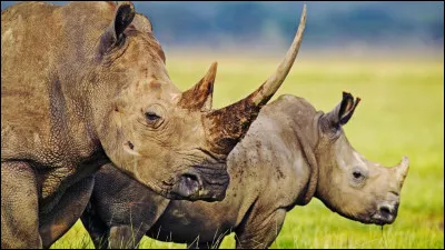 Quel verbe d&eacute;signe le cri des rhinoc&eacute;ros ?