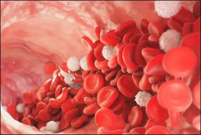 Quelle est la dur&eacute;e de vie moyenne d'un globule rouge dans le corps humain ?