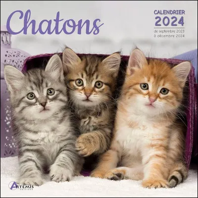 Le couple a-t-il des chatons ?
