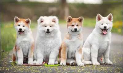 Quel est ton animal préféré ?