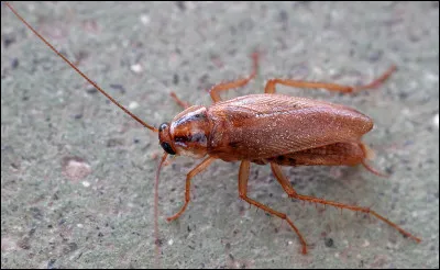 As-tu peur des insectes comme les moustiques, les ravets, les dytiques, etc. ? 
(Désolée pour l'image...)
