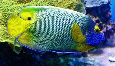 Enfin,  quelle famille de poissons appartient ce magnifique spcimen ?