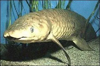 Ces poissons possdent, en plus de leurs branchies, des poumons ! Ils sont capables de respirer  l'air libre. Ce sont :