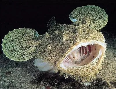 Ce poisson plat, de couleur brune ou gristre, est un excellent chasseur  l'afft ! Il se tapit sur les fonds sableux avant de se ruer sur sa proie. C'est :