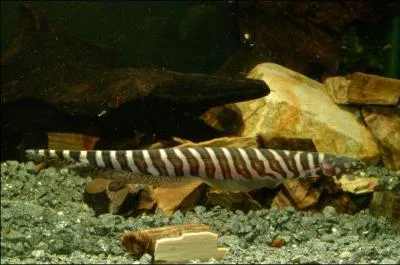 Proche de l'anguille lectrique, ce poisson d'Amrique du sud peut produire de faibles dcharges lectriques. Il appartient  la famille des :