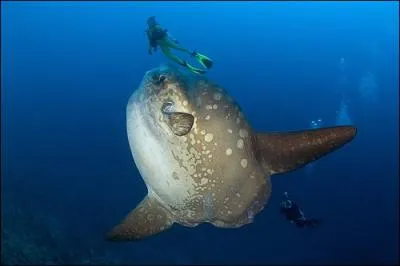 Ce poisson peut peser plus d'une tonne, et est aussi connu sous le nom de poisson-lune. C'est :