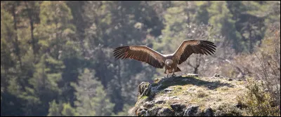 Superficie et surface sont des synonymes.
Quel nom lui aussi synonyme correspond à l'espace occupé par un oiseau de proie ?