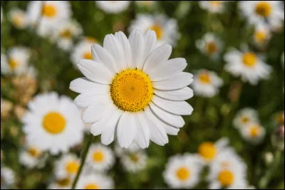 L'une des fleurs de naissance associée à avril est la marguerite.