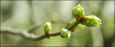Le mot "avril" vient du latin "aperire", qui signifie "ouvrir".