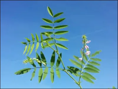 Finalement, pourquoi Brindille et ses amis sont-ils venus dans le clan ?