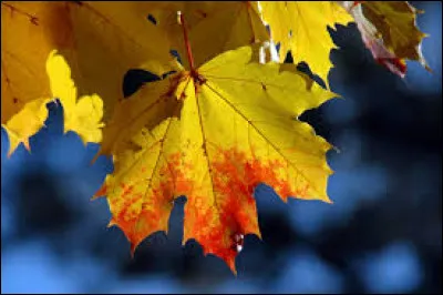 Quel était le nom de guerrière d'Étoile de Feuille ?