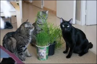 Comment s'appellent les quatre chats qui ont intégré le clan ?