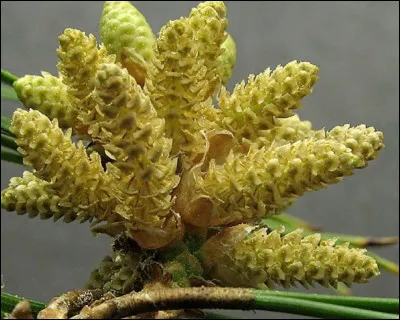 Qu'est-ce que cette photo représente ?