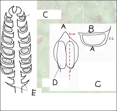 Compléter le schéma.