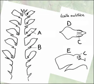 Compléter le schéma suivant.