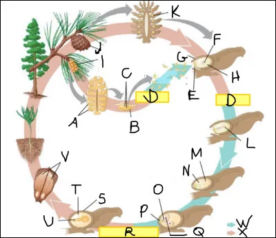 Compléter le cycle du Pinophyte de M à X.