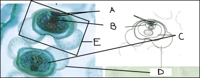 Compléter le schéma.