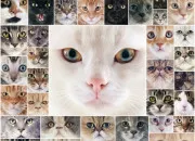 Test Quel chat sommeille en toi ?