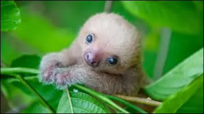 Lequel de ces animaux ne possède pas 8 membres ?