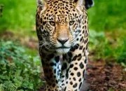 Quiz Connaissez-vous rellement les animaux ?