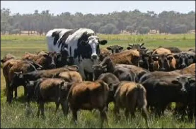 Quel est le poids du buf le plus lourd du monde ?