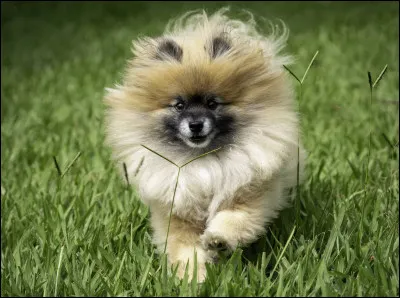 Quel chien trouves-tu le plus mignon ?